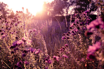 Leinwandbilder Purpur Autumn wild grass and flowers on a meadow in the rays of the golden hour sun. Seasonal romantic artistic vintage autumn field landscape wildlife background with morning sunlight  © Aleksandra Konoplya