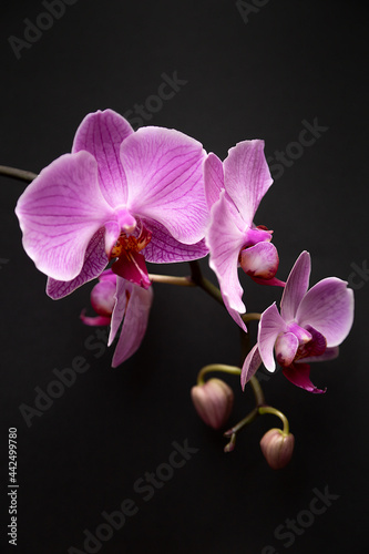 Fototapeta Naklejka Na Ścianę i Meble -  pink orchid on black