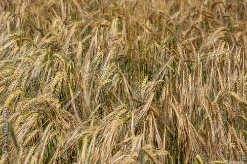 wheat field in summer time © babaroga