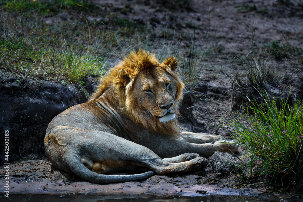 Obraz premium Lion