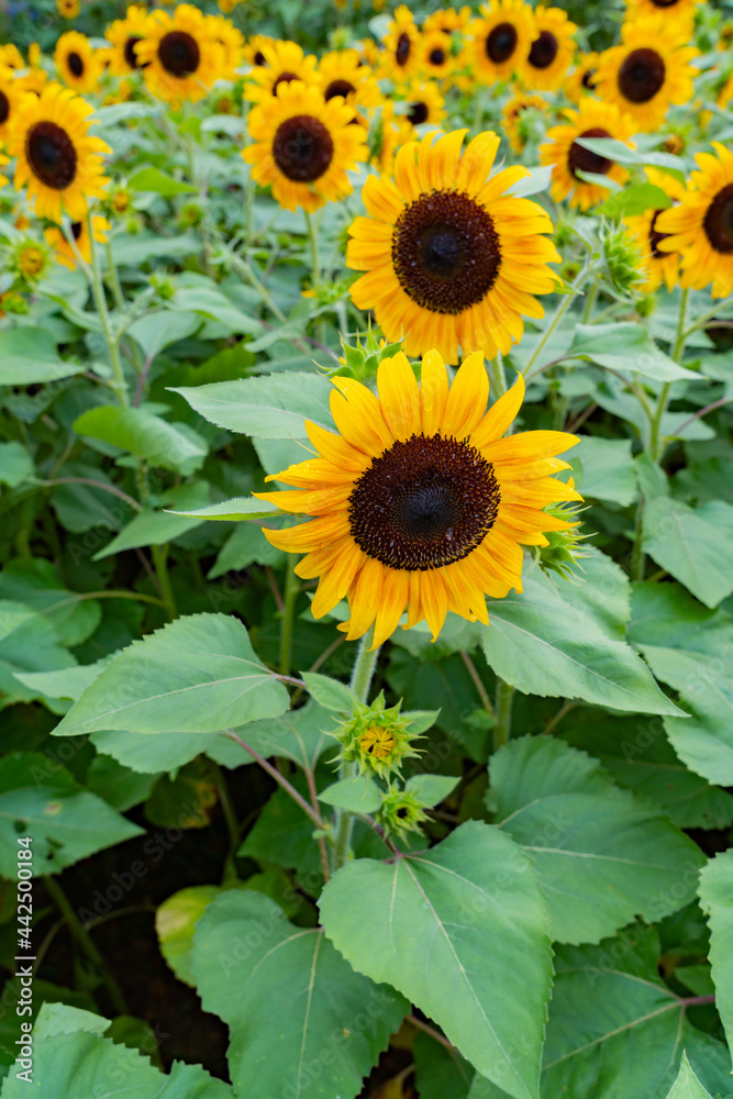 Obraz premium sunflower in the field
