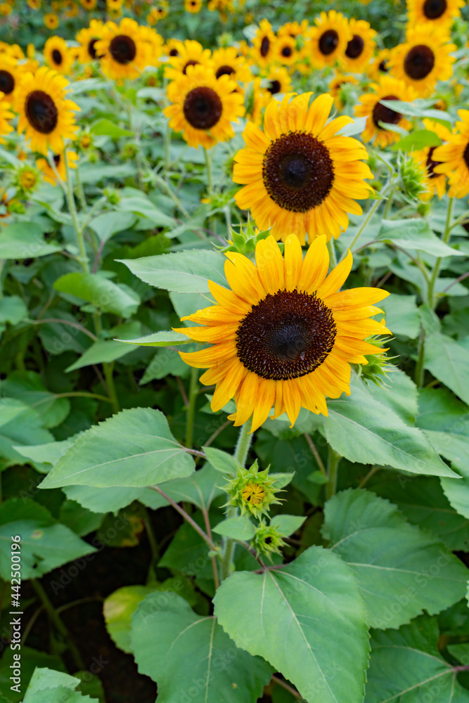Obraz premium sunflower in the field