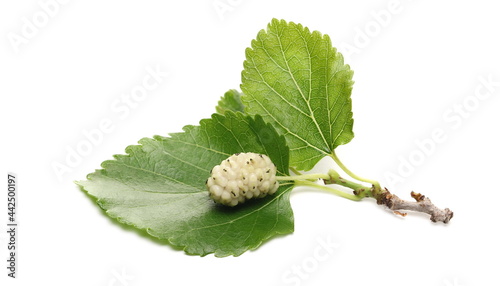 White mulberry fruit with twig and leaves isolated on white background photo
