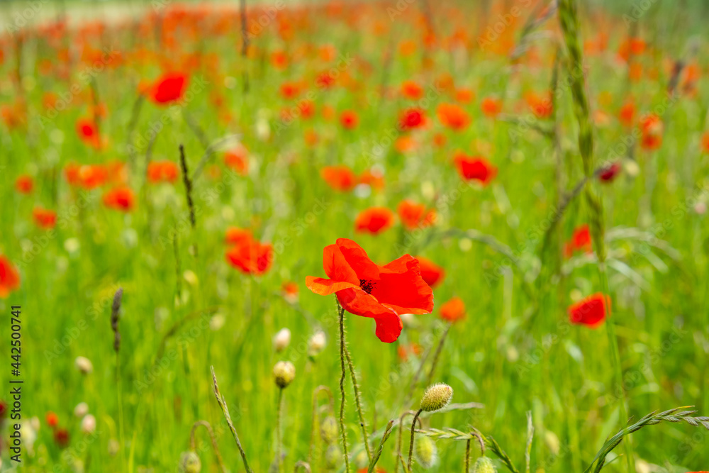 Fototapeta premium colorful field of red poppies 