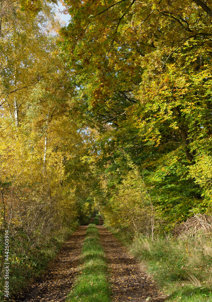 Herbstwald 1