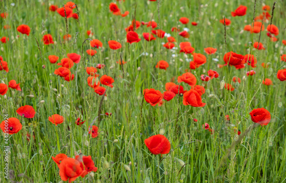 colorful summer field of red poppies colorful summer field of red poppies