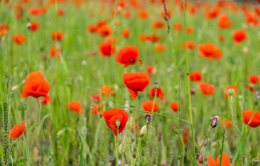 colorful field of red poppies 