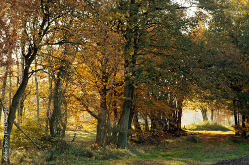 Herbstwald mit Weg 1 © Frank