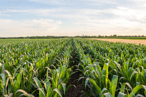 Beautiful evening sunset over the corn field in Serbia.