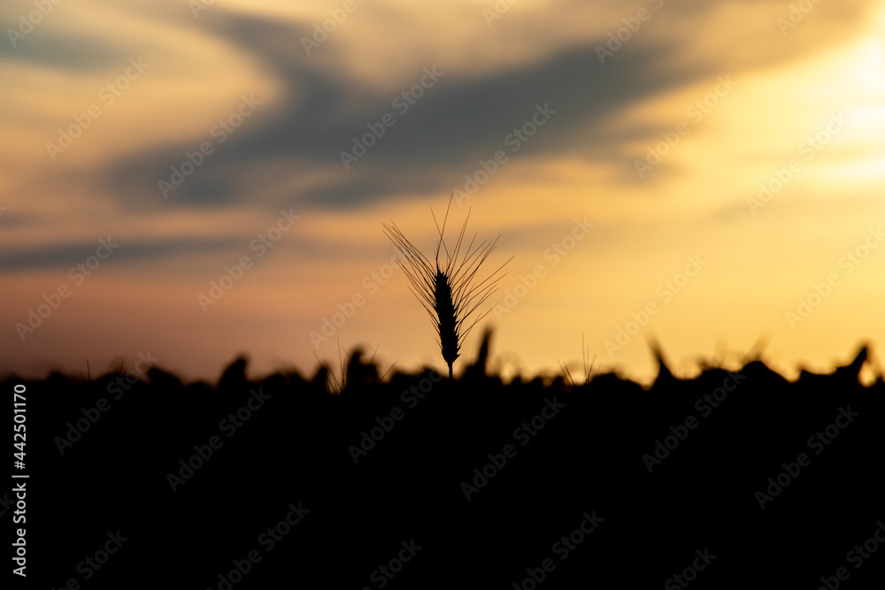 Barley field with black silhouette with dramatic sunset