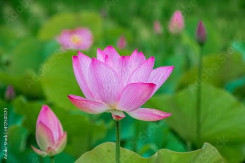 Lotus