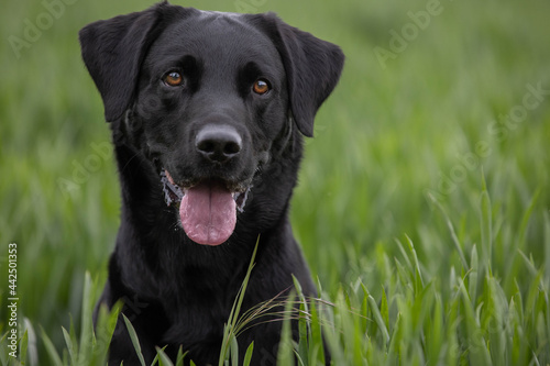 black labrador retriever