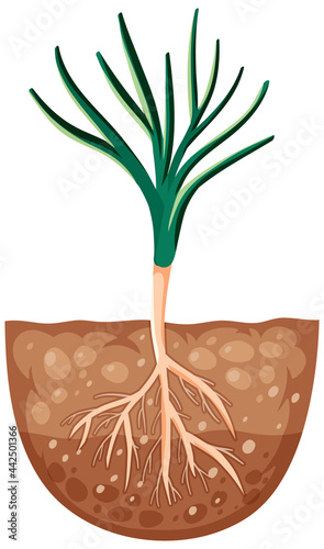 Growing plant with roots in soil