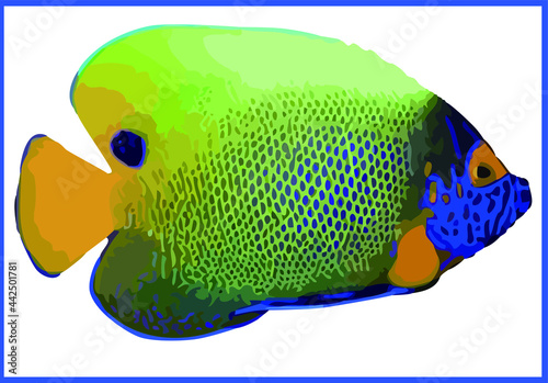 Blueface angelfish with a white background