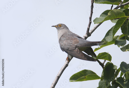 Close-up shot of a male cuckoo sits on a branch against the backdrop of a stormy sky