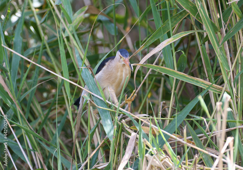 A little bittern male is photographed in its natural habitat against the backdrop of the sky and reeds. Large plan and detailed photos photo