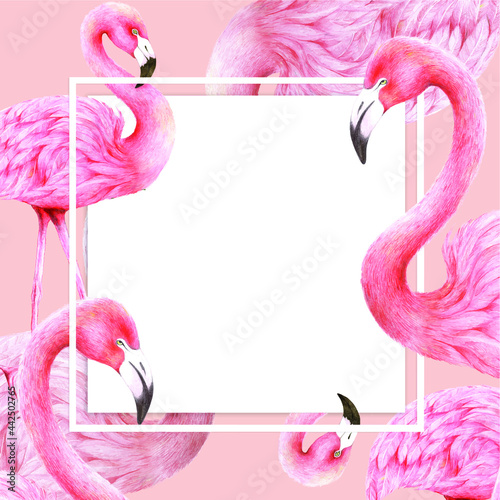 pink flamingo on a pink background