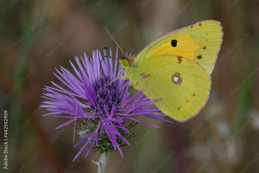 Clouded yellow (Colias crocea) on a flower Clouded yellow (Colias crocea) on a flower