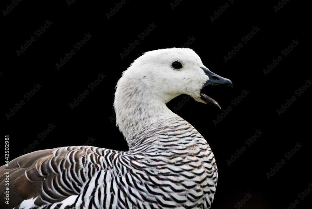 Magelhaengans, Upland Goose, Chloephaga picta Magelhaengans, Upland Goose, Chloephaga picta