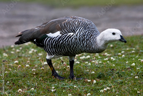 Magelhaengans, Upland Goose, Chloephaga picta