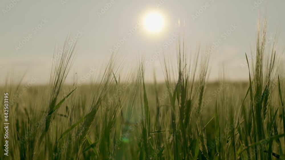 Ears of green wheat in the field sway in the wind in the glare of the sunset, growing rye on a large ranch, the technology of making grain products, business on grain, grown seeds