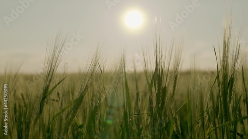 Ears of green wheat in the field sway in the wind in the glare of the sunset, growing rye on a large ranch, the technology of making grain products, business on grain, grown seeds
