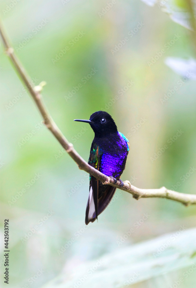 Fototapeta premium Witstaarthoornkolibrie, Velvet-purple Coronet, Boissonneaua jardini