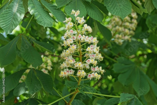 many white small chestnut flowers on a tree branch with green leaves in a spring park