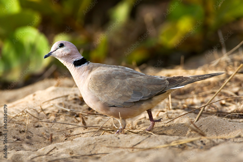 Wijntortel, Vinaceous Dove, Streptopelia vinacea Wijntortel, Vinaceous Dove, Streptopelia vinacea