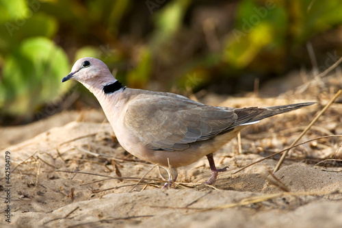 Wijntortel, Vinaceous Dove, Streptopelia vinacea photo