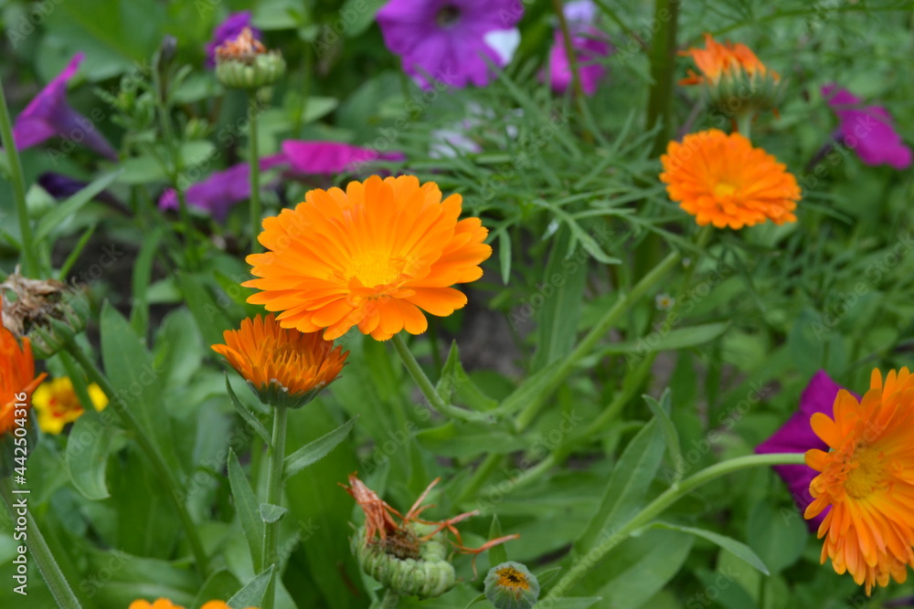 flowers in the garden flowers in the garden