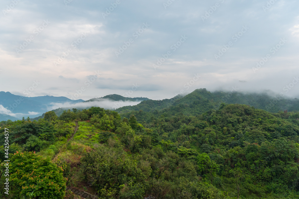 Fog on the mountain after rain