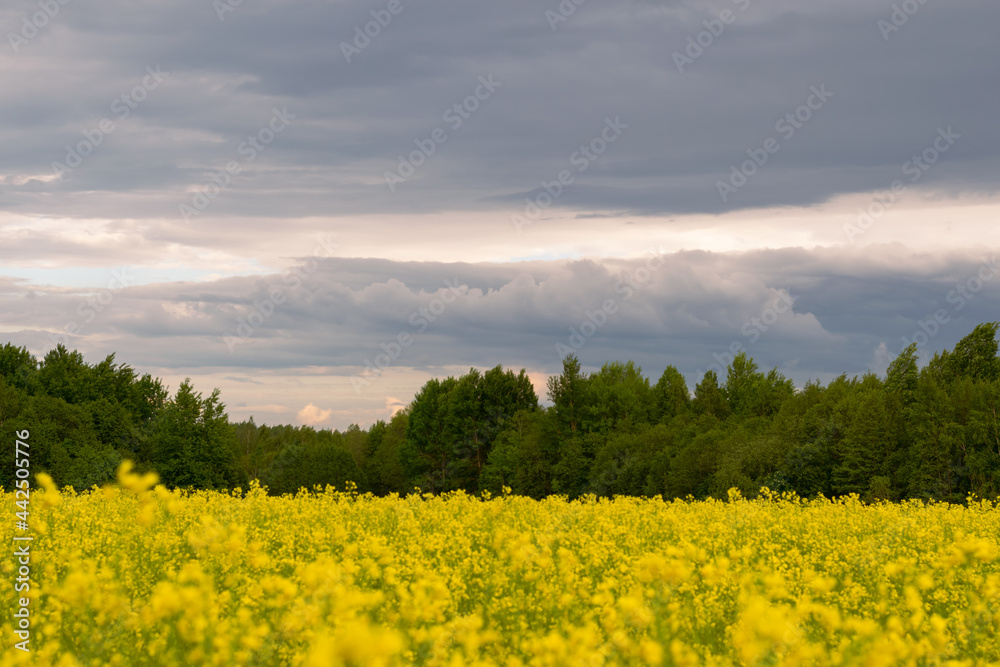 Scenery. Yellow rapeseed field against the background of a green forest and thunderclouds and clouds.  Countryside.Nice natural landscape. Horizontal photo. 