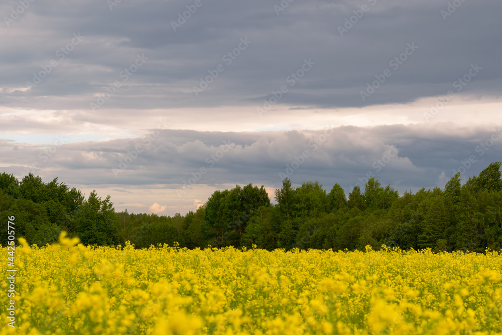 Obraz premium Krajobraz. Żółte pole rzepaku na tle zielonego lasu oraz burzowych chmur i chmur. Wieś. Ładny naturalny krajobraz. Zdjęcie poziome. 