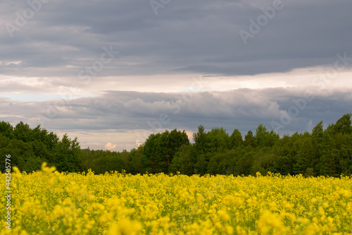 Scenery. Yellow rapeseed field against the background of a green forest and thunderclouds and clouds.  Countryside.Nice natural landscape. Horizontal photo. 