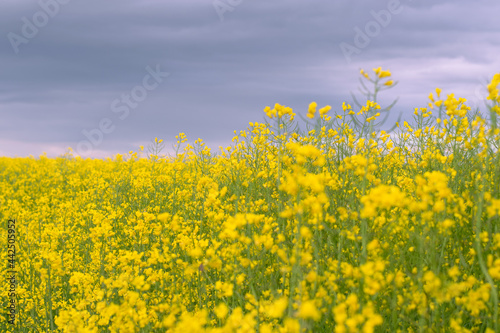 Agricultural fields planted with rapeseed. Blooming rapeseed, agriculture. Selective focus. Close-up. Horizontal photo. 