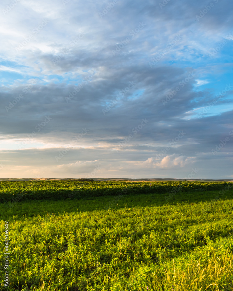 Obraz premium Crops in the hungarian countryside after a refreshing summer rain