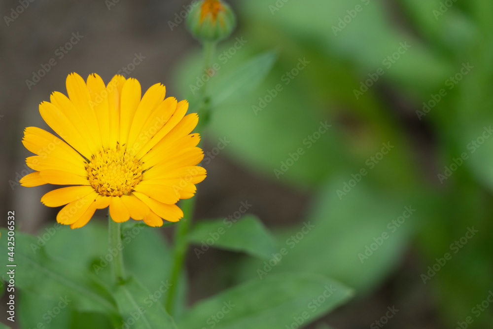 Orange flower, Pot Marigold, Calendula officinalis close up. Raindrops in petals. Pot Marigold background. They are often used to add color to salads or added to dishes as a garnish. Macro droplets. Orange flower, Pot Marigold, Calendula officinalis close up. Raindrops in petals. Pot Marigold background. They are often used to add color to salads or added to dishes as a garnish. Macro droplets.