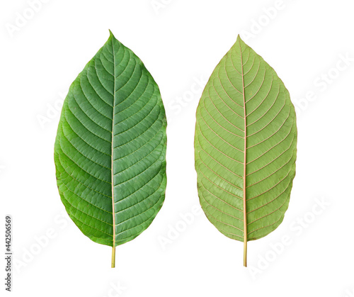 Front and back view of Kratom  Mitragyna speciosa  leaf isolated on white background with clipping path.