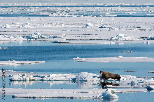 Walrus, Odobenus rosmarus photo