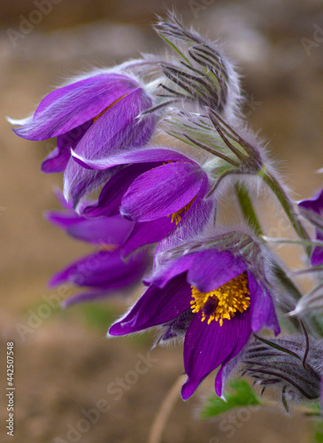 Flowers of the Windflower or Pulsatilla Patens.First spring blooming flower, purple plant macro, dream grass © andrey7777777
