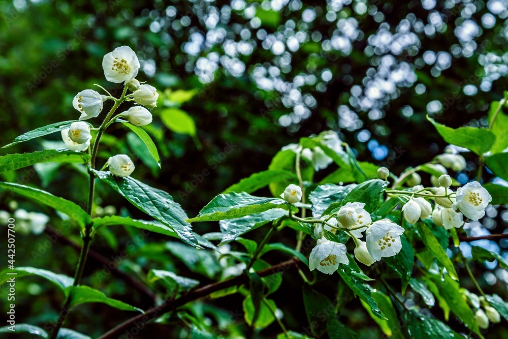 Blooming jasmine garden lat.Philadelphus (chubushnik) after a summer rain in June. Blooming jasmine garden lat.Philadelphus (chubushnik) after a summer rain in June.