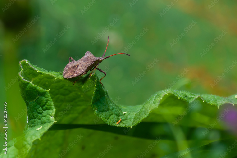 brown beetle on a green leaf in summer brown beetle on a green leaf in summer