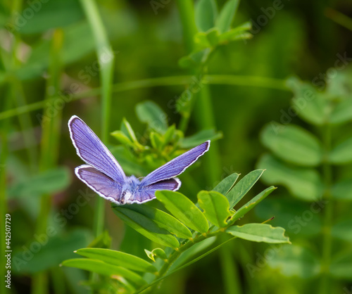 blue butterfly sitting on the green grass in the field. summer sunny day photo