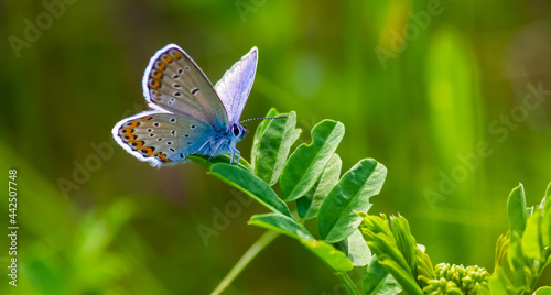 blue butterfly sitting on the green grass in the field. summer sunny day