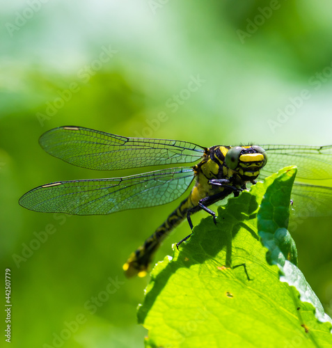 dragonfly on a green leaf in summer near the river © Oleh Marchak