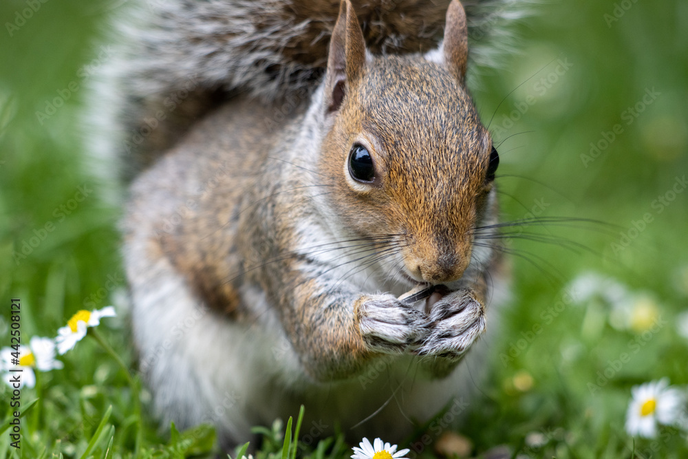 Obraz premium squirrel in the park