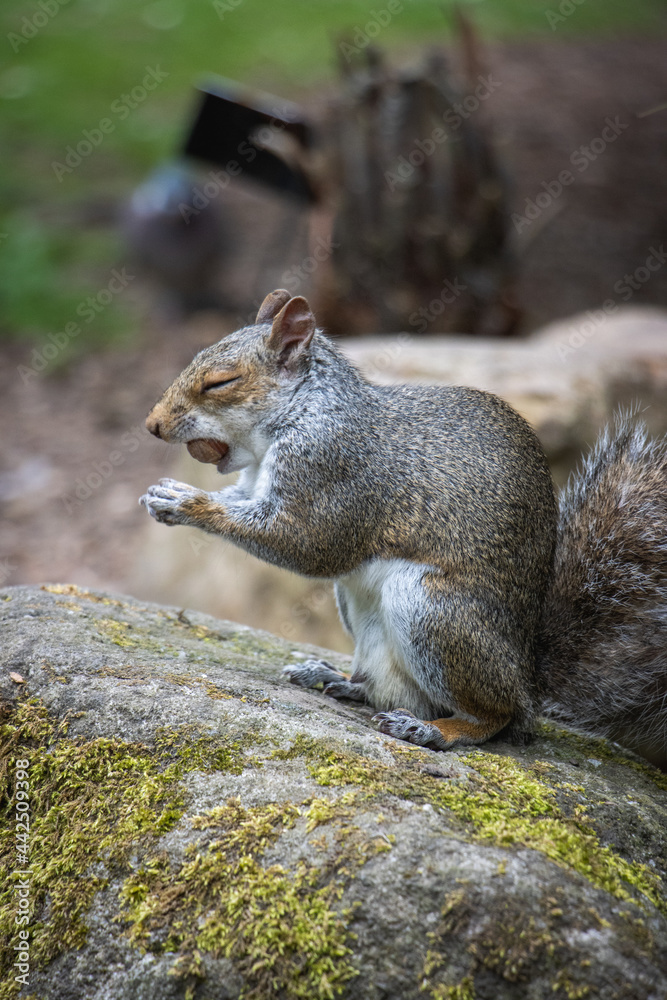Naklejka premium squirrel on a tree