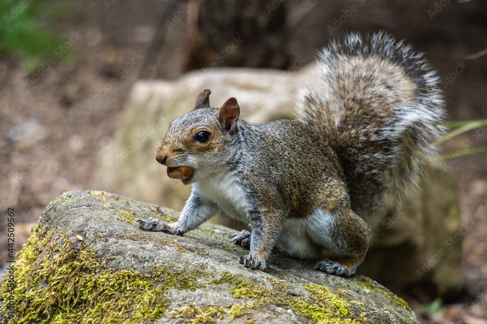 squirrel in the park squirrel in the park