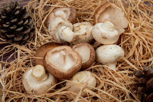 side view of fresh mushrooms and cones on straw on rustic background
